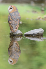 Amazing portrait of Barn owl with reflections (Tyto alba)