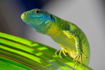 Grand lézard vert exotique d'Occitanie; Ecailles aux reflets jaune, turquoise et vert fluo. Sud de la France, Cévennes, été.
