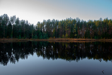 Fototapeta premium A beautiful forest lake with reeds and a charming reflection in the water