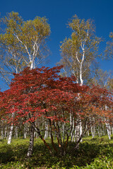 白樺, 森, 青空, 自然, 秋, 紅葉, 青, 風景, 冬, 木, 葉, 黄色, 緑, 葉, 雲