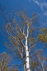 白樺, 森, 青空, 自然, 秋, 紅葉, 青, 風景, 冬, 木, 葉, 黄色, 緑, 葉, 雲