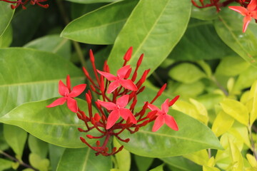 Ixora coccinea (also known as jungle geranium with blur background