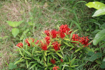 Ixora coccinea (also known as jungle geranium with blur background
