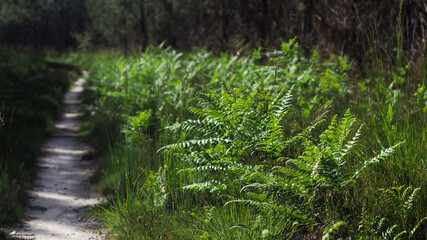 Obraz premium Nombreuses fougères poussant entre les rangées de pins, dans la forêt des Landes de Gascogne