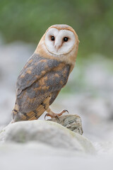 Face to face with a beautiful Barn owl (Tyto alba)