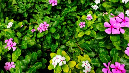 Pink and white flower of Tapak Dara or Catharanthus roseus among the leaves