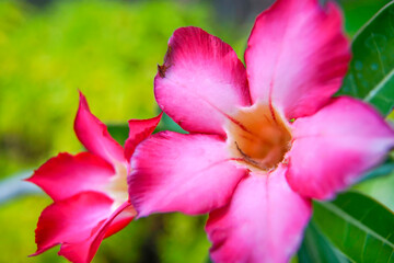 Fototapeta na wymiar impala pink flower
