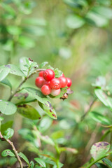 Cranberry (cowberry). Fresh red lingonberry cranberries in forest