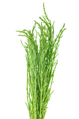 Green samphire or salicornia plants isolated on white background