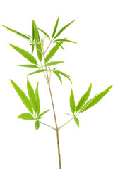 Vitex agnus-castus, also called vitex, chasteberry isolated on a white background