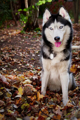 Siberian husky dog sits in fallen foliage in the autumn sunny forest