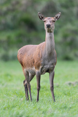 Naklejka na ściany i meble Face to face with a beautiful deer female (Cervus elaphus)