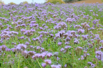 Obraz premium A field of purple phacelia flowers.