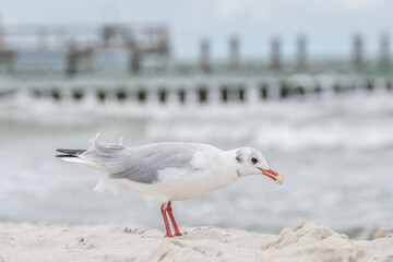 Lachmöwe bei der Futtersuche am Ostseestrand
