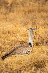 Bird Tanzania Serengeti Ngorongoro