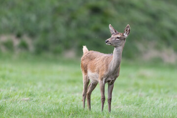 Naklejka na ściany i meble Young deer female at grazing (Cervus elaphus)