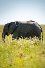 Naklejka na ściany i meble Elefante Elephant Tanzania