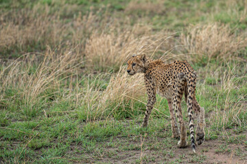 Cheetah tanzania Guepardo
