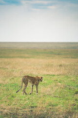 Cheetah tanzania Guepardo
