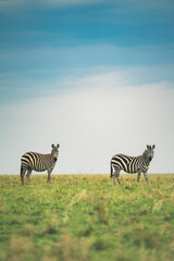 Zebra tanzania
