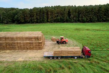 Farmer unloading round bales of straw from Hay Trailer with a front end loader. Store hay at farm. Hay rolls as Forage feed for beef and dairy cattle, sheep and horses. Making hay in autumn season. - obrazy, fototapety, plakaty