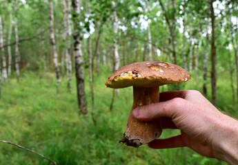 Edible Boletus mushroom in a man's hand. Porcini Cep (White mushrooms) fungal mycelium in wildlife. Mushrooming season at forest. Pine bolete in at woodland. Single bolete mushroom.