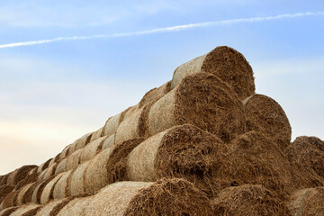 Hay storage in field near farm. Haystacks prepared for animal feed in winter. Stacks dry hay open air field storage. Store hay correctly after wet weather. Straw bale wall after harvesting.
