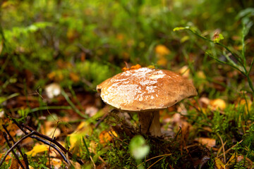 Edible Boletus mushroom autumn season at forest. White mushrooms fungal mycelium in wildlife. Pine bolete in at woodland. Single bolete mushroom. Porcini Cep mushrooming.
