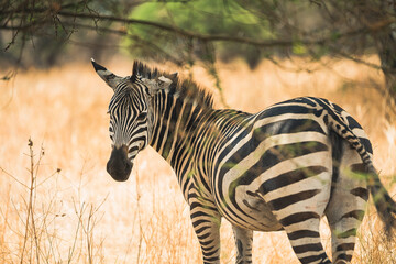 Zebra tanzania
