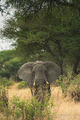 Elefante Tanzania
