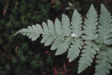 Closeup macro of a green fern plant