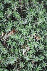 Closeup macro of green moss