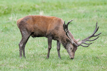 Naklejka na ściany i meble Majestic deer male covered with mud smells scent of female (Cervus elaphus)