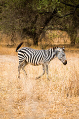 Fototapeta na wymiar Zebra tanzania 