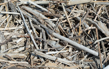 background of dry twigs ideal as a natural backdrop