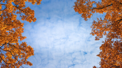 Oak branches with yellow leaves and cloudy sky with free space for text