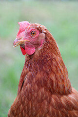 brown hen in the farm  looking at camera