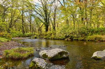 紅葉と落葉が始まる高原の森
