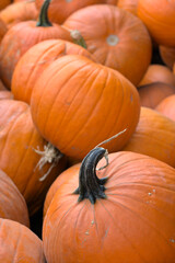 A lot of pumpkins in a daily light.