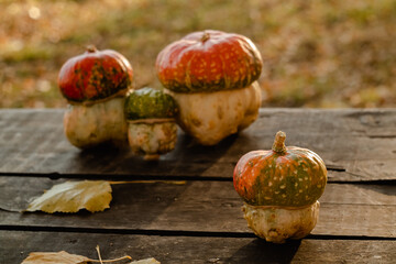 Beautiful little orange white pumpkin look like mushroom on a wooden table in the garden on a blurry background. Halloween concept.