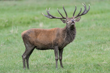 Deer male covered with mud smells scent of females in rutting season (Cervus elaphus)
