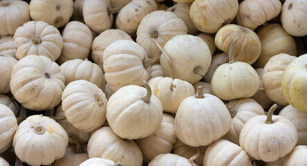 Lots of baby boo pumpkins in the daylight.