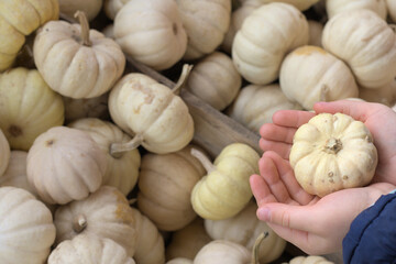 .Children's hands holding a pumpkin against the background of many pumpkins.