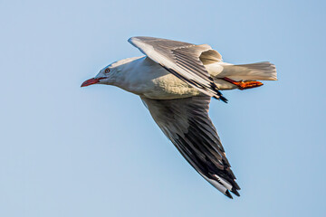 Bird flying in the sky