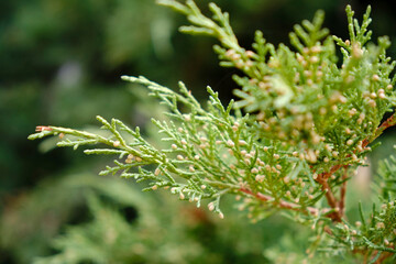 evergreen tree, row of thuja, christmas tree