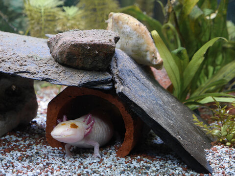 Axolotl - mexikanischer Schwanzlurch