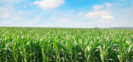Green corn field and blue sky. Wide format.
