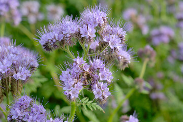 Purple phacelia flower close up.