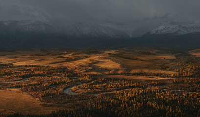 Winding river in the mountain valley. Yellow larch forest. Snow peaks in the background.