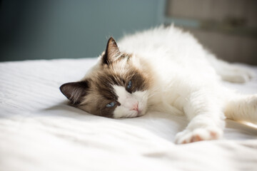 Young beautiful purebred Ragdoll cat at home